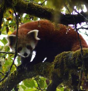 Red panda is among the species under threat.